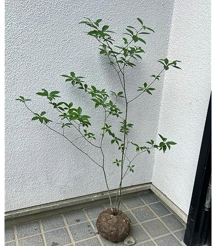 クロモジ（根巻き苗）黒文字　クロモジ苗木 クロモジ （黒文字） 根巻き苗 : 苗木部 花ひろばオンライン - 通販